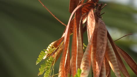 hojas de árbol de subabul semillas verdes