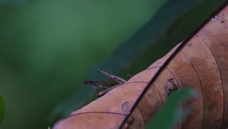 Visto-En-El-Lado-De-Una-Hoja-Muerta-Alejándose-Para-Ocultar-Un-Escenario-En-Lo-Profundo-Del-Bosque,-Saltamontes-Mono-Erianthus-Serratus,-Tailandia