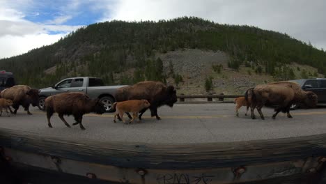 Manada-De-Bisontes-Caminando-Por-La-Carretera-En-El-Tráfico-De-Yellowstone-Closeup-Gran-Angular