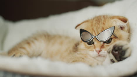 funny ginger kitten raised his sunglasses with his paw and looks out from under the glasses