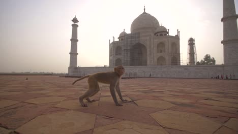 acercándose a un mono por el taj mahal