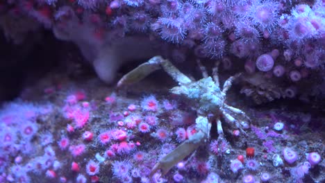 large-crab-walking-around-in-water