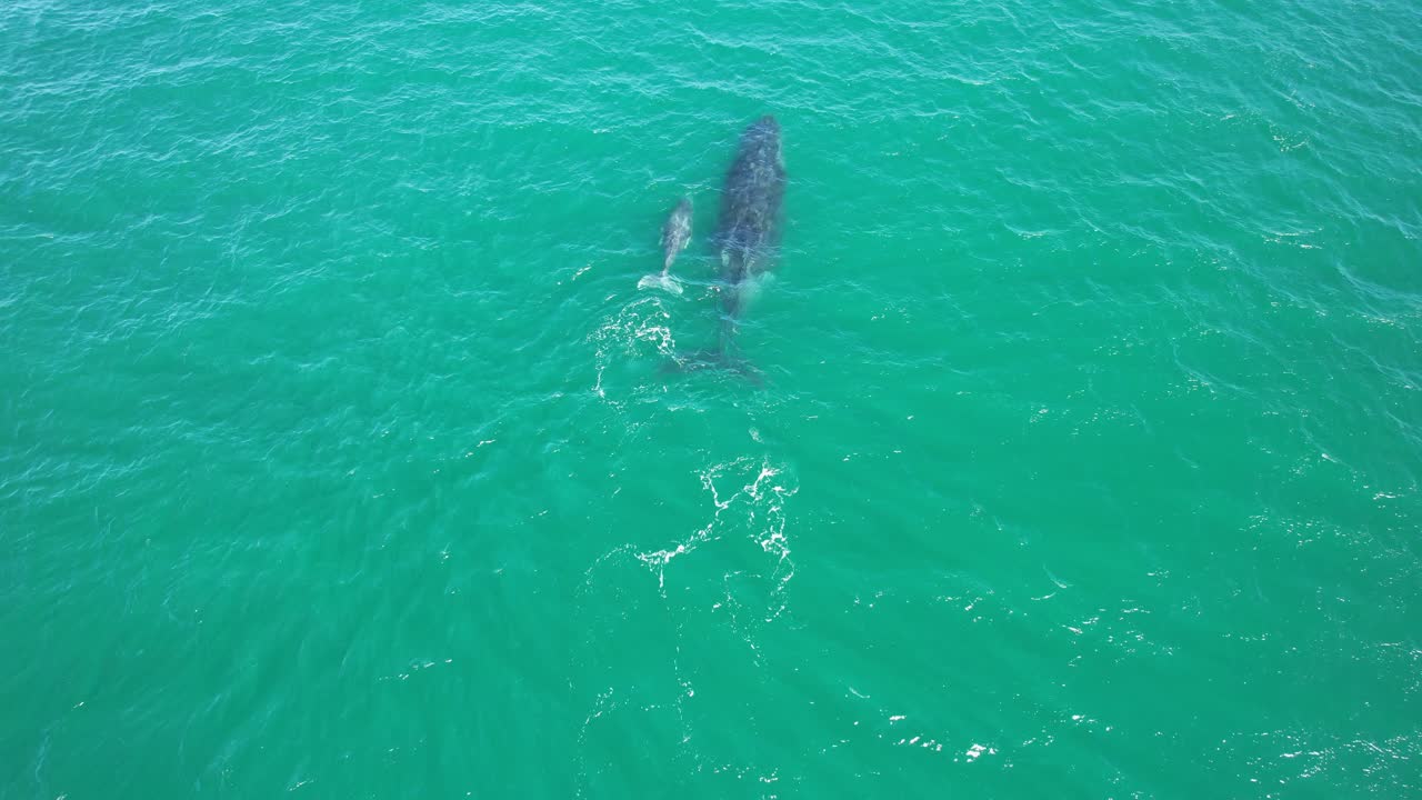 호주 뉴사우스웨일즈의 바다에서 헤엄치는 성충과 새끼 고래