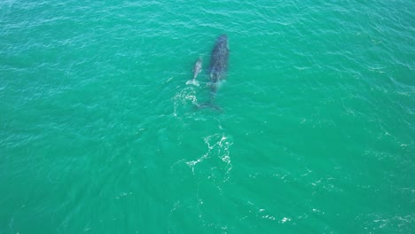 una ballena jorobada adulta y su cría nadando en el mar en nueva gales del sur, australia