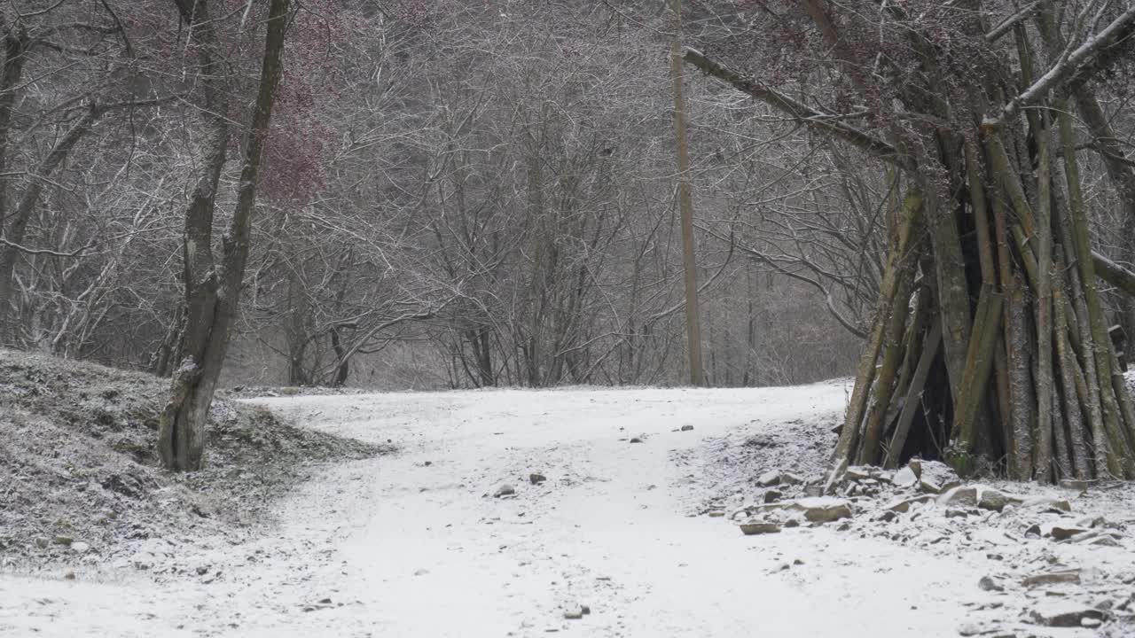 Alley in Valea Doftanei in Romania with fallen and lean trees and logs, blizzard in winter.
