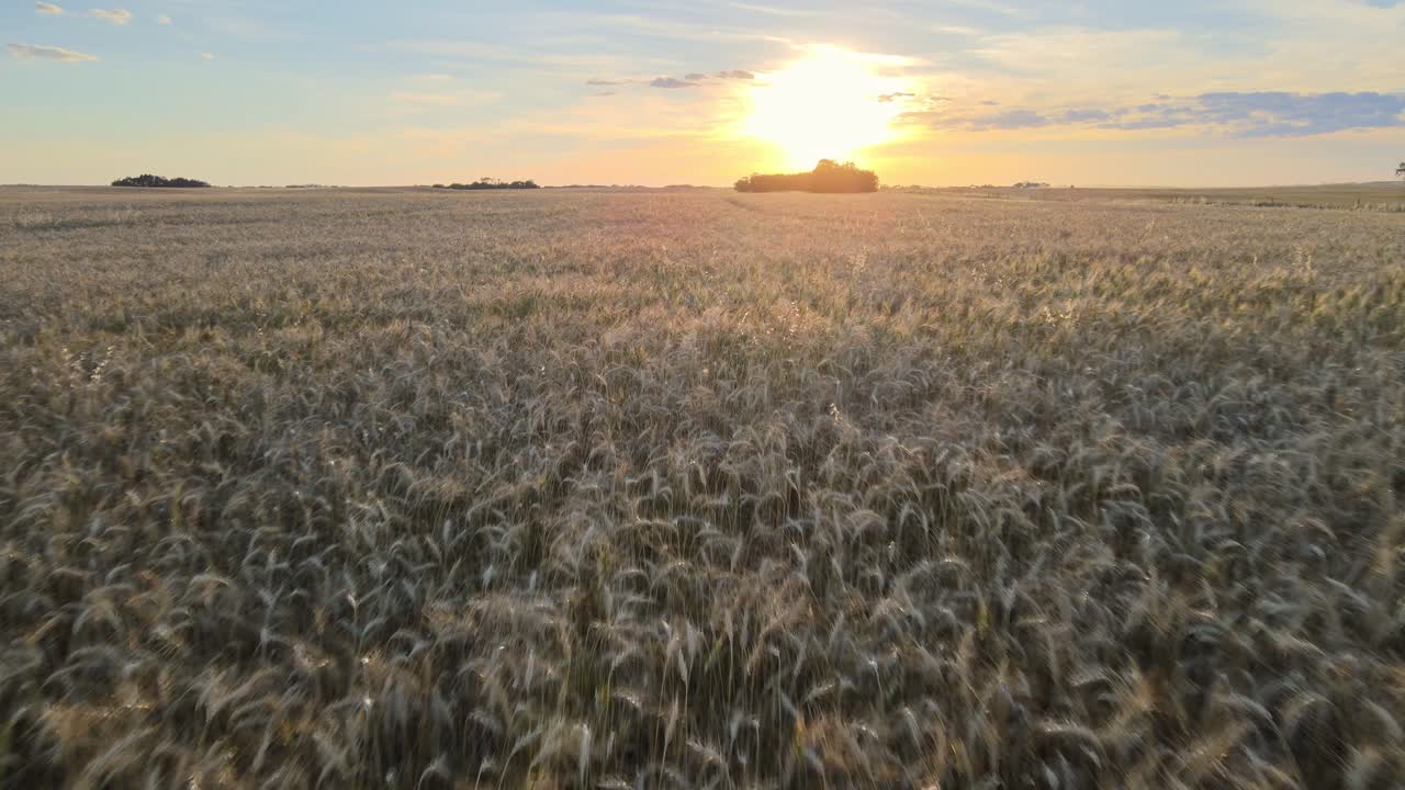 puesta de sol saturada sobre un vasto campo de cebada en la zona rural de alberta