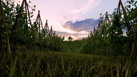 field of green plants a general plan nature agriculture. organic farming. agriculture lifestyle plantation business farm concept. soy vegetable healthy food agriculture