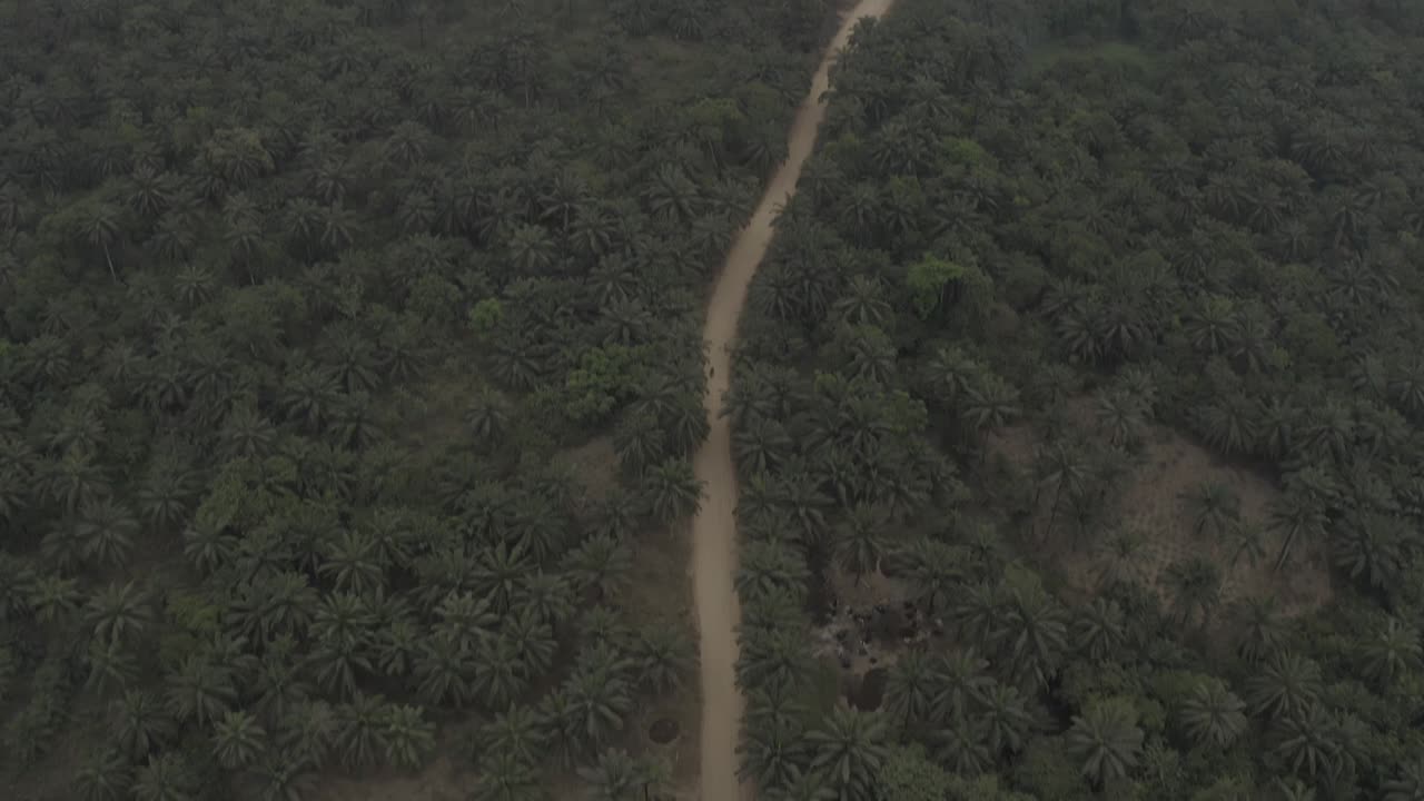 깊은 열대 숲 을 가로지르는 긴  도로 의 공중 비행 사진