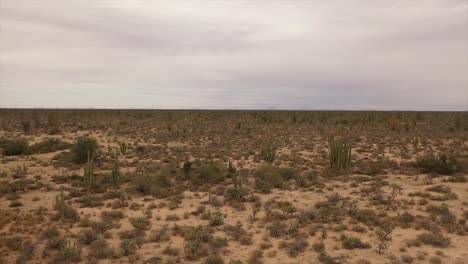 Desert-view-drone-footage-over-cactus