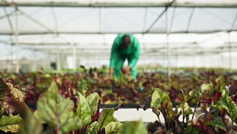 Plant,-vegetable-garden-and-man-harvest-in-green