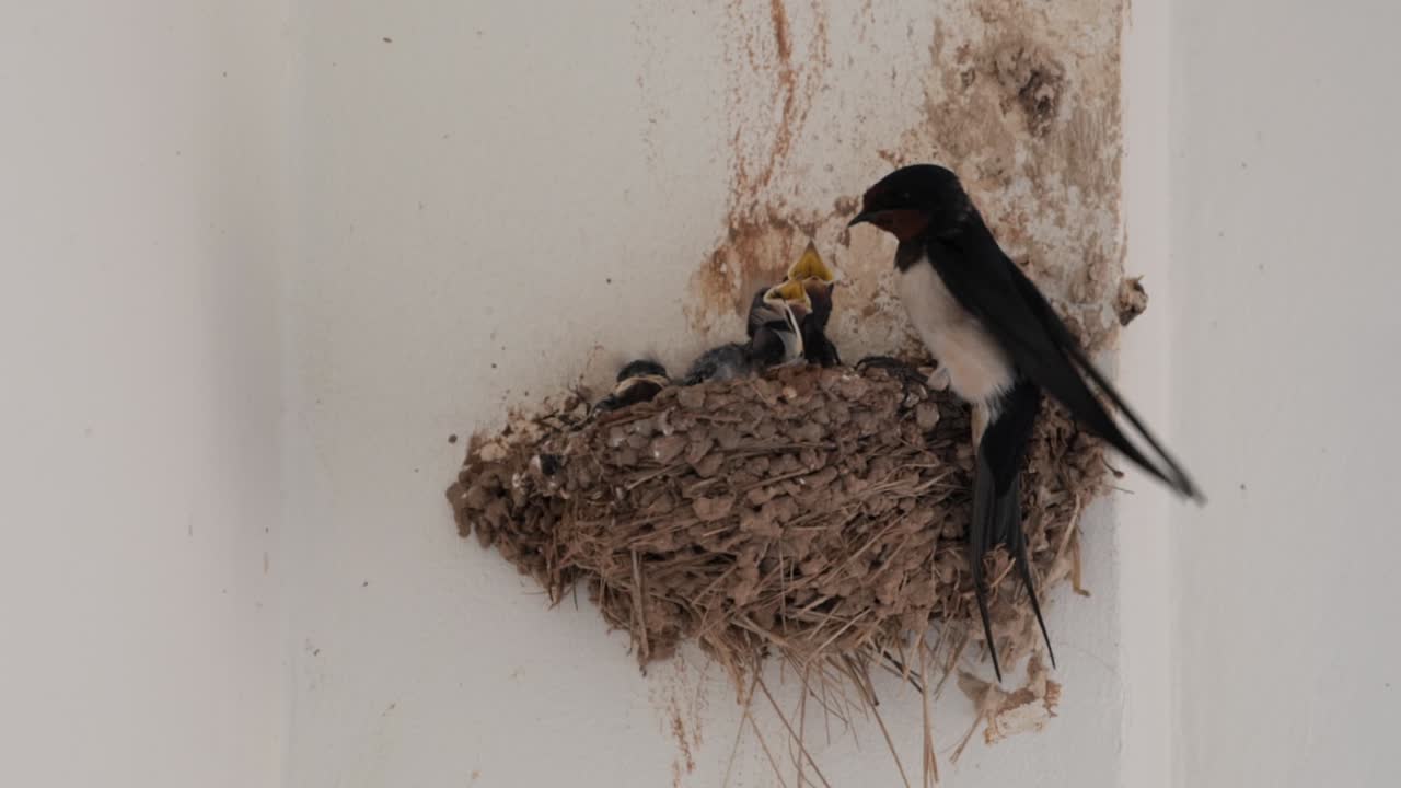 Common Swallow Flies to Nest and Feeds her Baby Birds, Close Up View