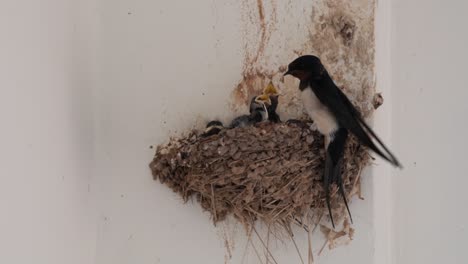 common swallow flies to nest and feeds her baby birds, close up view