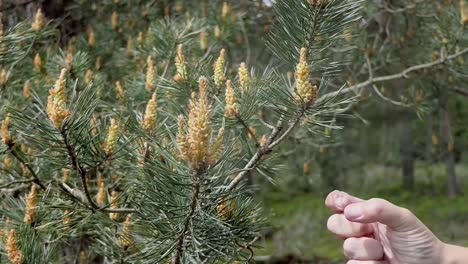 Viel-Pollen-Wird-In-Die-Luft-Freigesetzt,-Wenn-Sie-Mit-Dem-Finger-Gegen-Einen-Staubbeutel-Einer-Waldkiefer-Stoßen