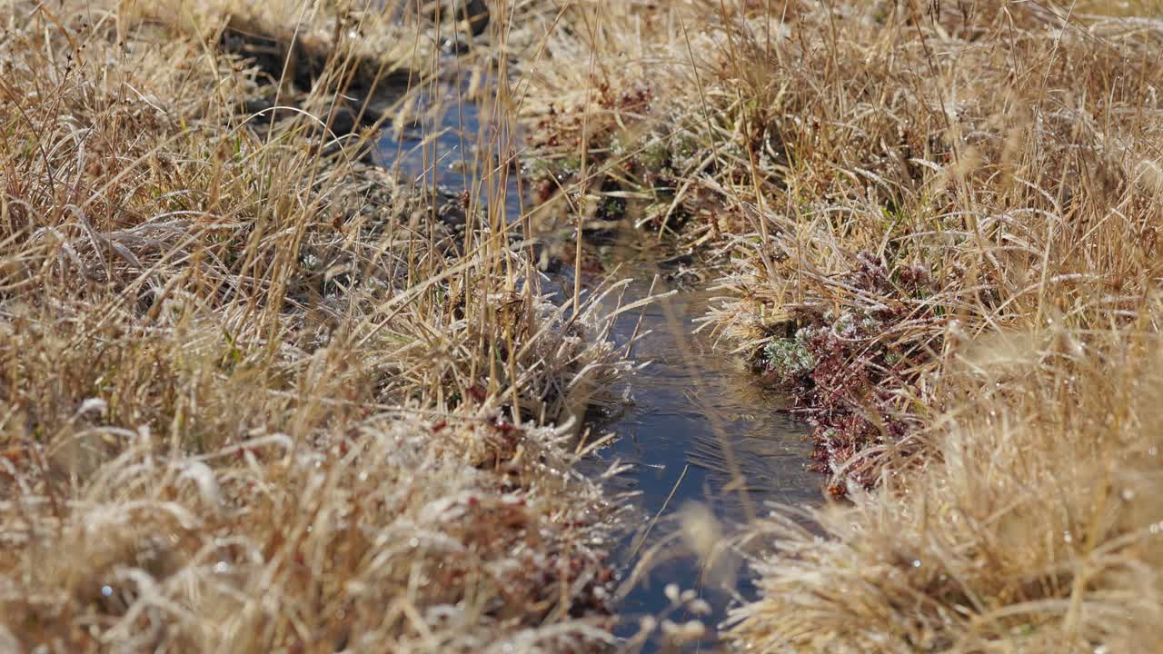 close up of creek with morning frost and sunshine