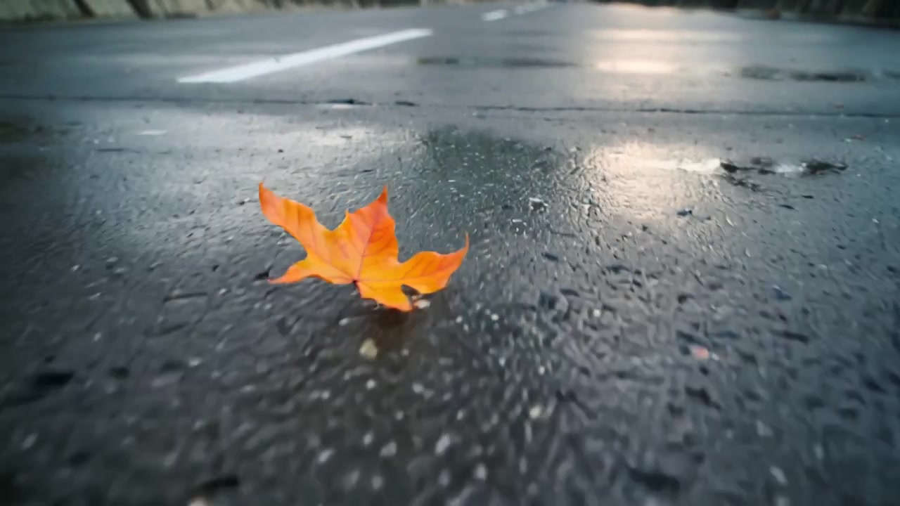 Pyörivä yksittäinen oranssi vaahteranlehti, jota tuulenpuuska työntää märällä asfaltilla lähellä valkoista kaistamerkintää