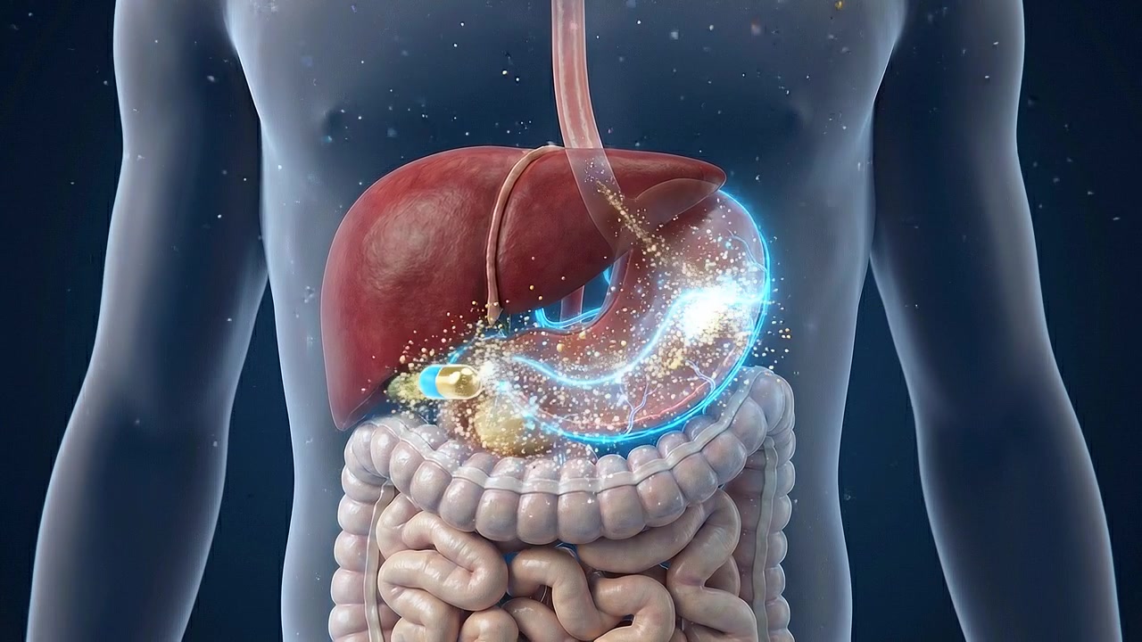 Transparent torso displaying liver stomach pancreas and intestines in medical view