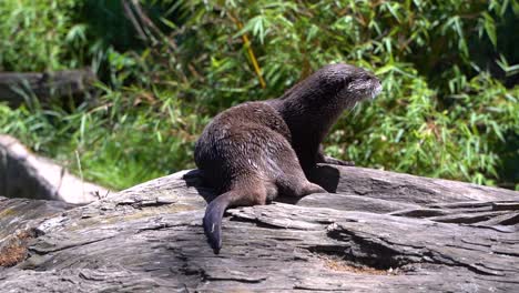 hermosa nutria de agua limpiando su pelaje, sentada en un escenario al aire libre