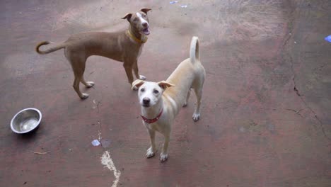 dogs learning to jump traning