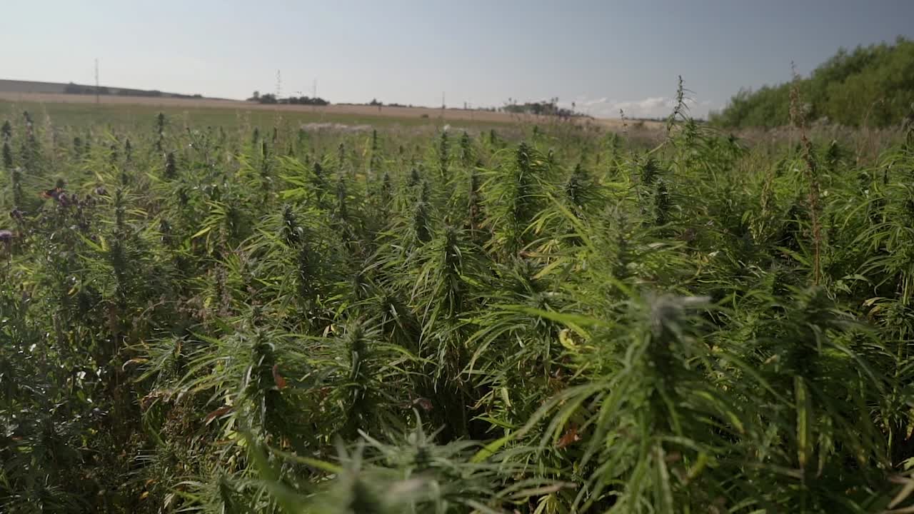 растения конопли