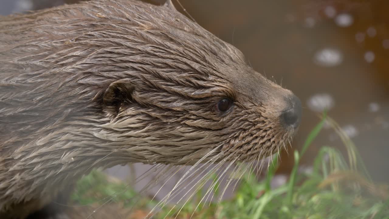 Close up static shot of two cute wet otters suddenly entering a river