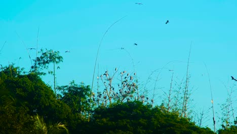 migratory painted stork birds in bamboo forest - low angle shot