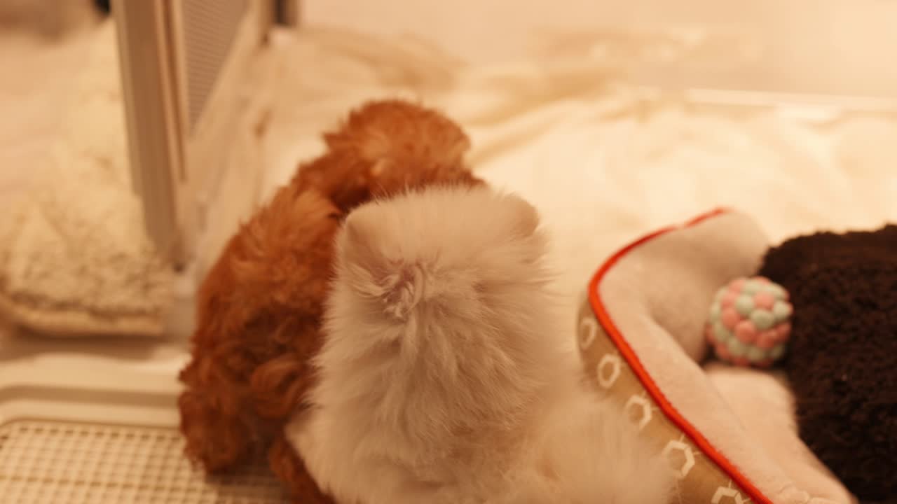 두 마리의 강아지가 함께 놀고 안고 있습니다.