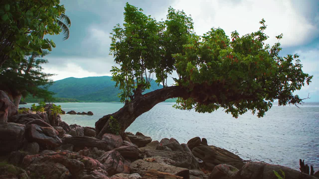 Beautiful Cinemagraph / seamless video loop of an old crooked tree with ...