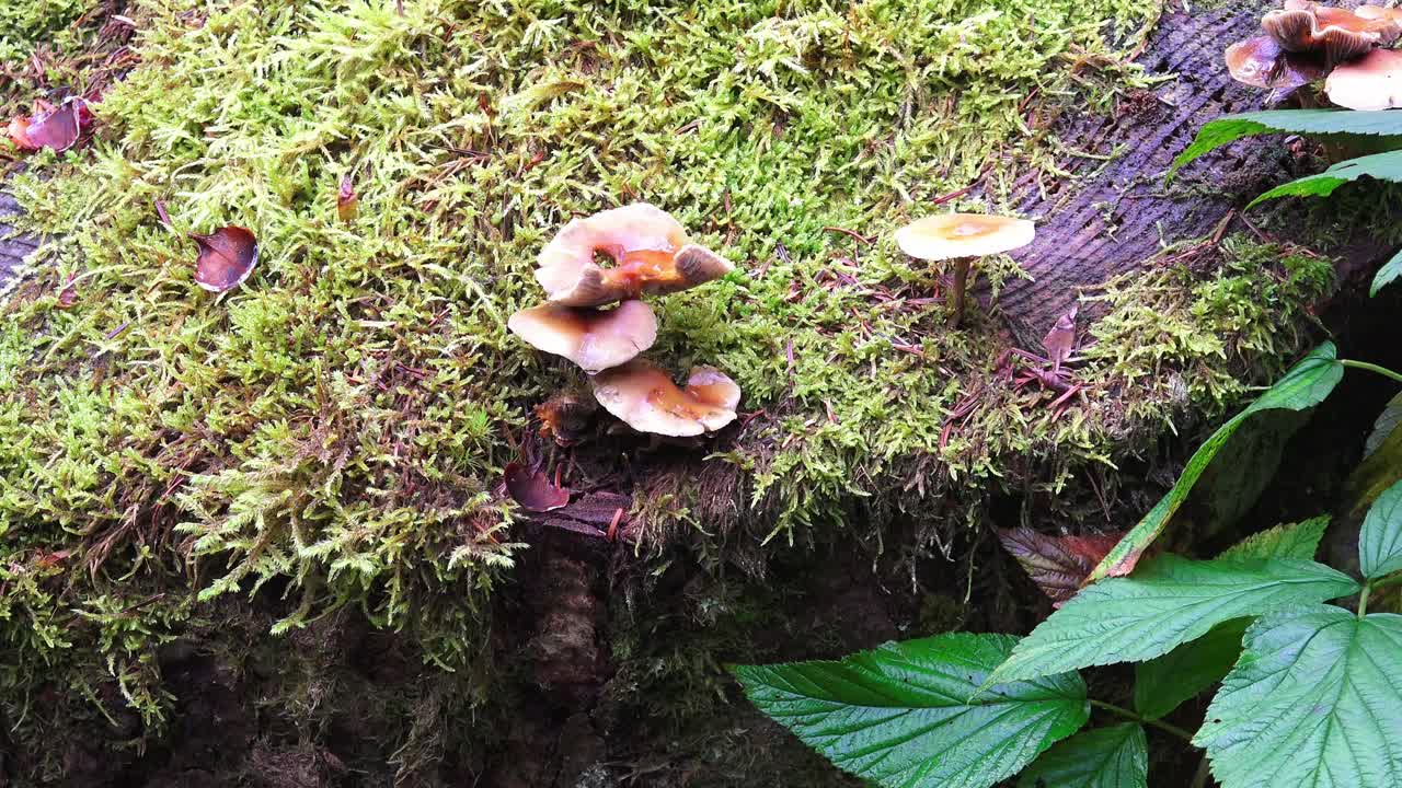 wild moshroomsgrowing on dead wood with moss in a forest in Bavaria Germany