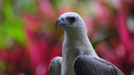 mirando hacia la izquierda y luego gira la cabeza hacia la cámara, águila marina de vientre blanco haliaeetus leucogaster