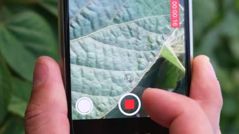 closeup of smartphone video shooting of ground green sprouts closeup of smartphone video shooting of ground green sprouts a mans hand films a young plant