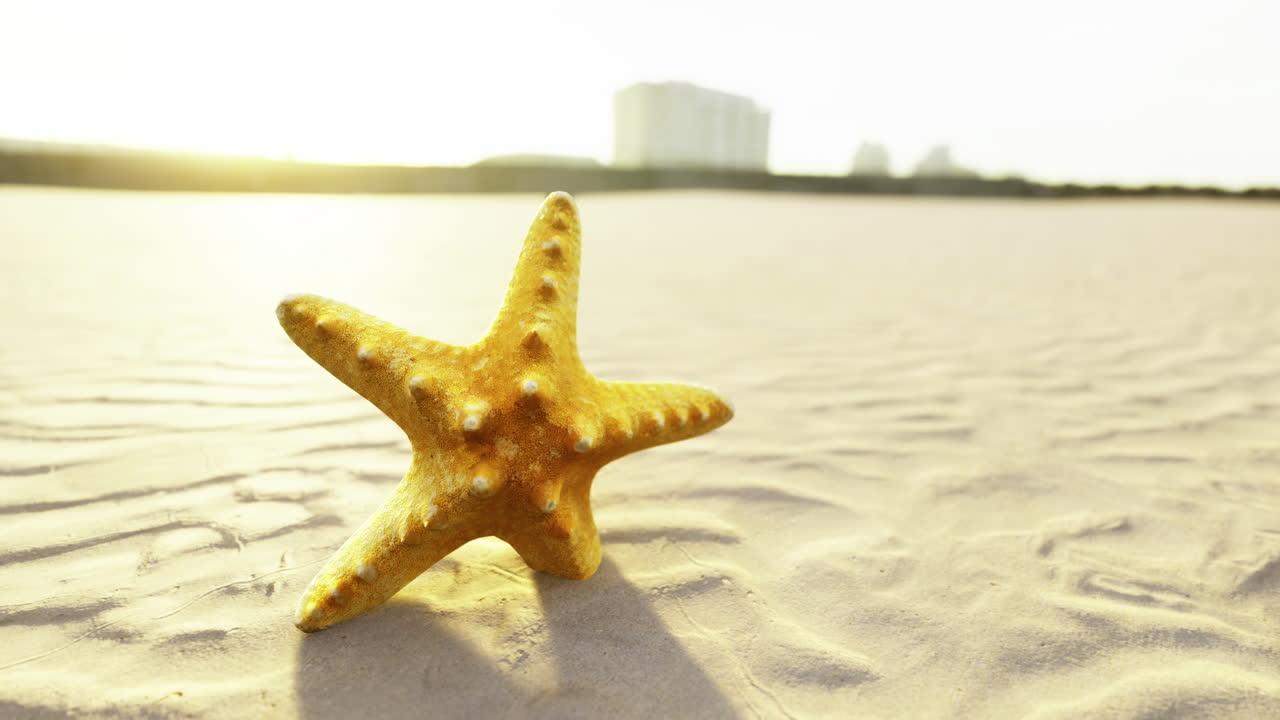 Starfish on sandy beach during sunset near buildings and ocean