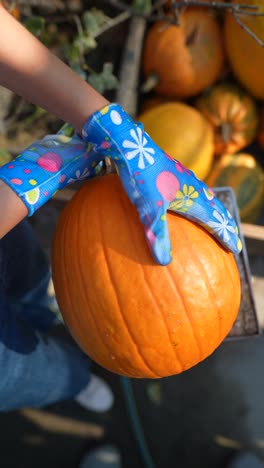 una mujer recogiendo una calabaza.