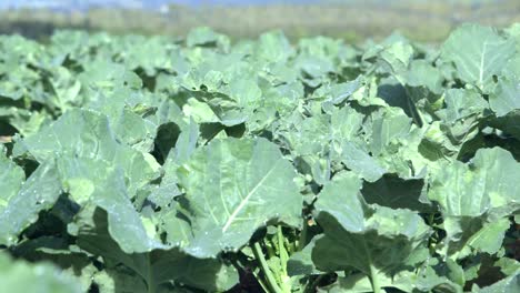 plantas de brócoli al sol