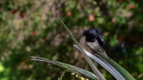 The-Oriental-magpie-robin-is-a-very-common-passerine-bird-in-Thailand-in-which-it-can-be-seen-anywhere