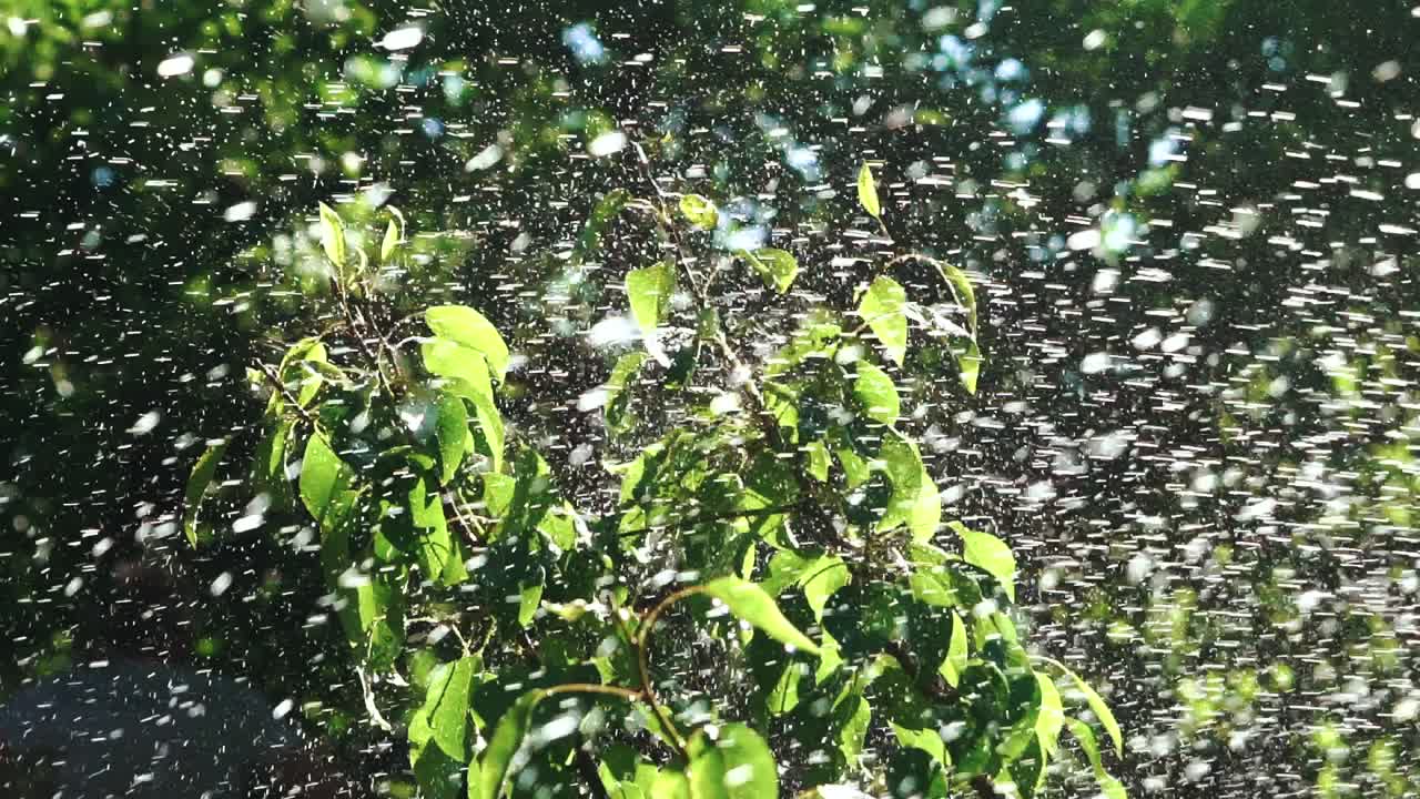 Garden Irrigation. Automatic sprinkler watering system for plants and lawn. Slow motion.