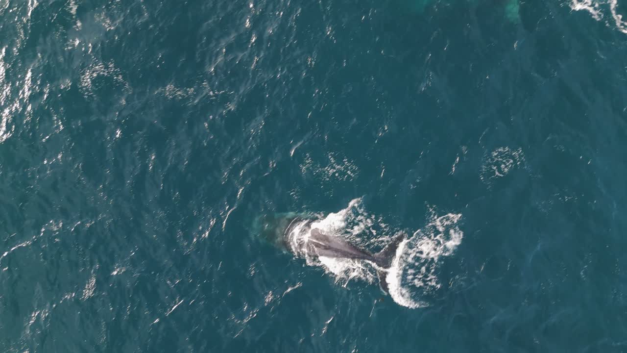 Aerial top-down view of two whales spouting in the ocean during whale watching season near Sydney, Australia – stunning marine wildlife footage in natural habitat.