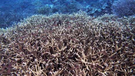 underwater footage of tropical fish and corals