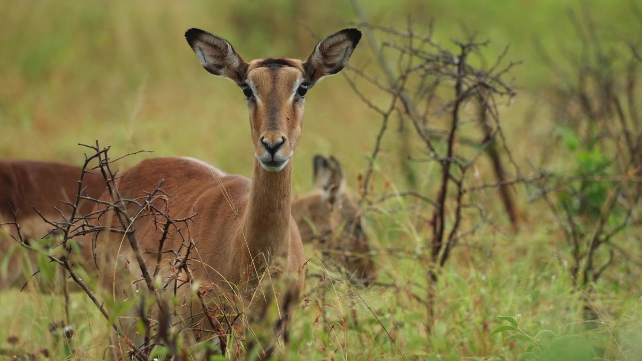 Mellembillede af en impalaantilope, der står opmærksomt med ørerne pegende fremad, Mkhuze Vildtreservat, Sydafrika