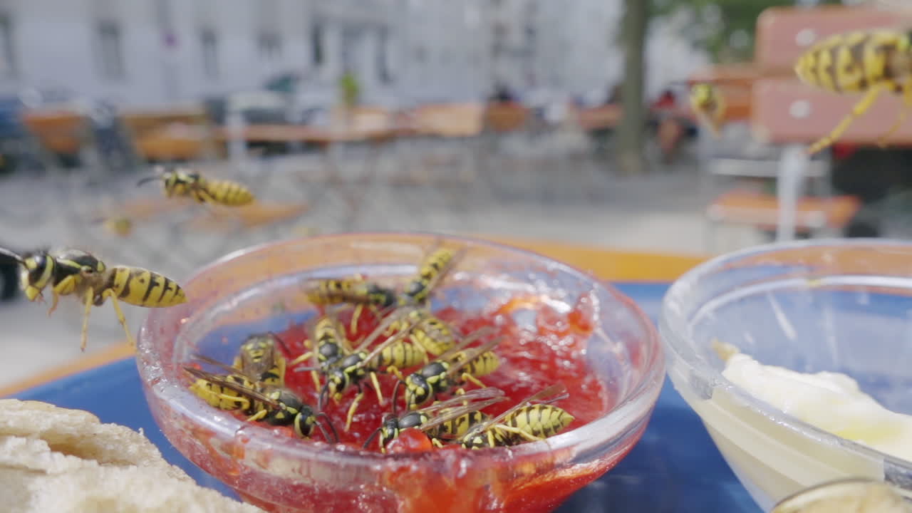 Wasps eating jam from table