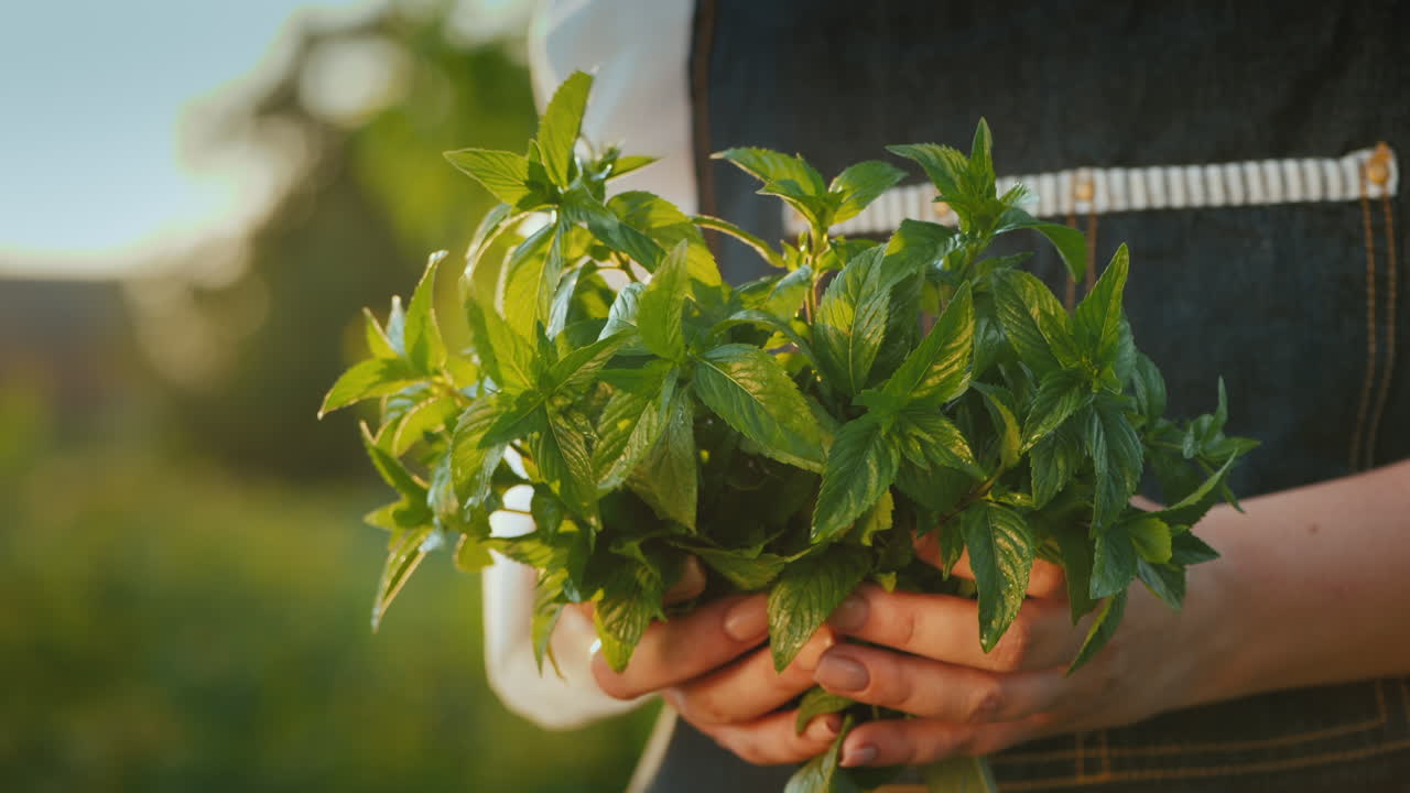 el agricultor sostiene un puñado de menta - ingrediente en la preparación de cócteles y cocina 1