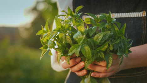 farmer holds a handful of mint - ingredient in cooking and cocktail preparation 1