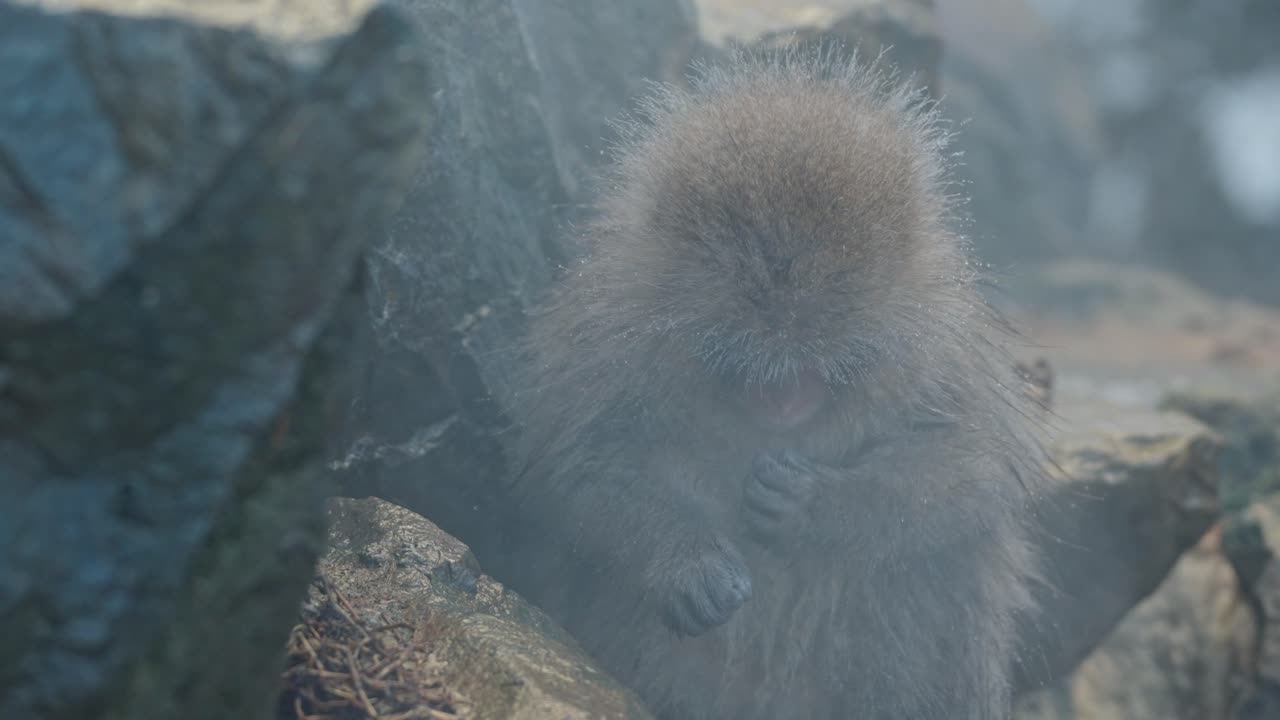 A playful Japanese snow monkey explores a small waterfall in the misty onsen of Jigokudani, surrounded by a snowy winter wonderland.