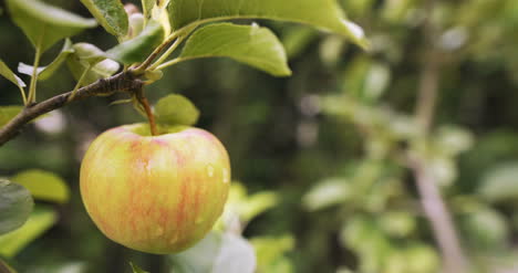 fresh apple on a tree branch 4