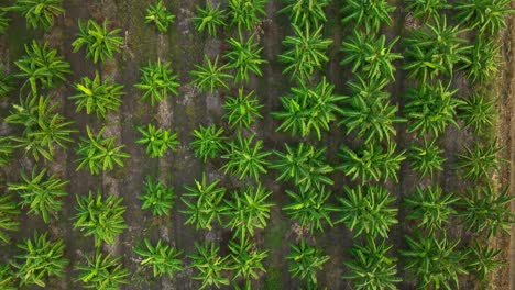 drone footage of banana trees plantation field in thailand