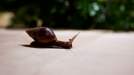 African giant land snail, nuisance due to voracious appetite for plants