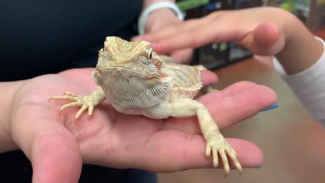 niños acariciando a un lagarto dragón barbudo en una tienda local de mascotas
