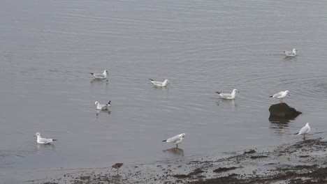 gaviotas de cabeza negra, chroicocephalus ridibundus, en plumaje de invierno a orillas del mar-2