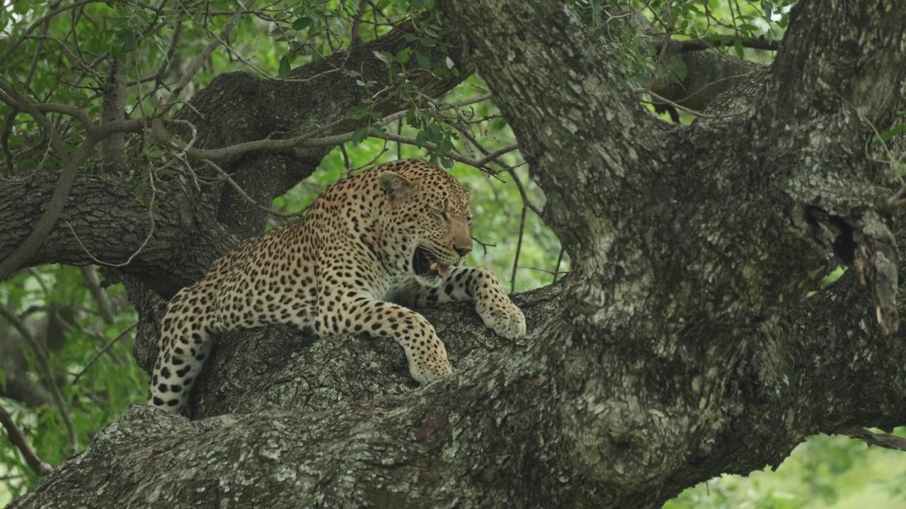 Kruger Ulusal Parkı'nda bir ağacın dalında uzanmış, ağır ağır nefes alan bir leoparın geniş çekimi.
