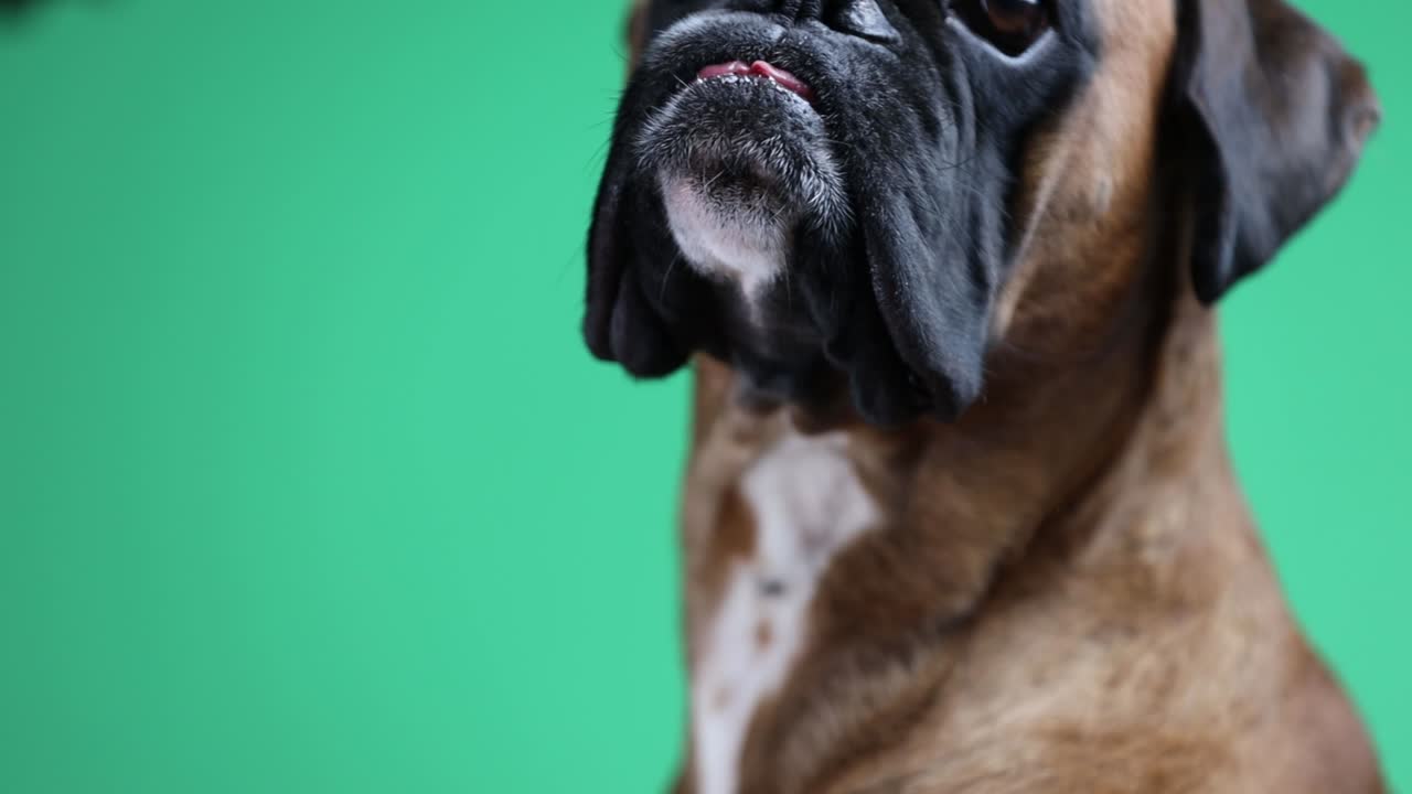 una joven acaricia a su perro boxeador sobre un fondo verde.