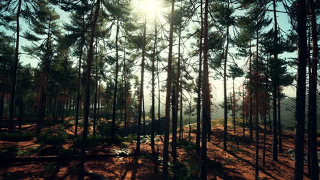 deep scandinavian woods on a late summer evening